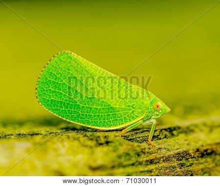 Green Leaf-hopper