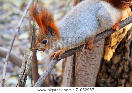Squirrel Standing On The Ground On His Hind Legs