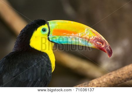 Keel-billed Toucan