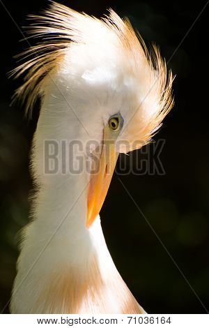 Cattle Egret