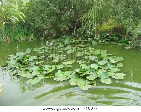 Piante acquatiche
