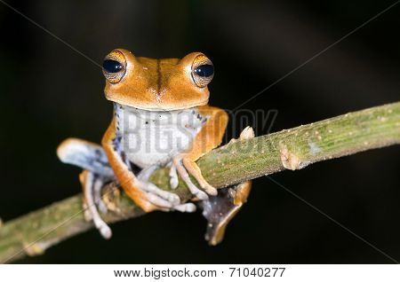 Frog