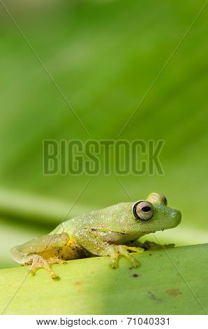 frog