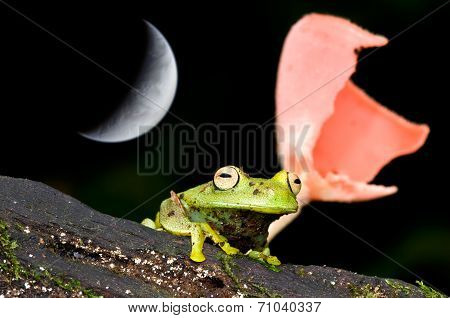 Frog