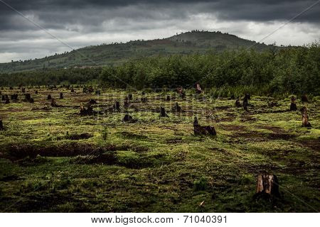 Stumps on the valley caused by deforestation and slash and burn type of agriculture of Madagascar