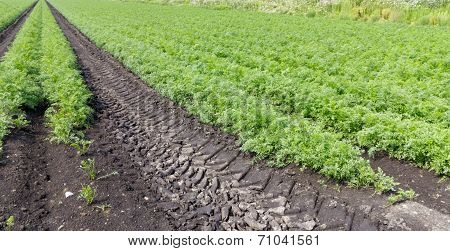 Farmland