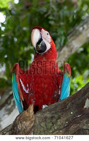 Red And Green Macaw