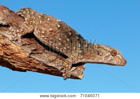 Bibron gecko (Pachydactylus bibronii) on a branch, Kalahari desert, South Africa