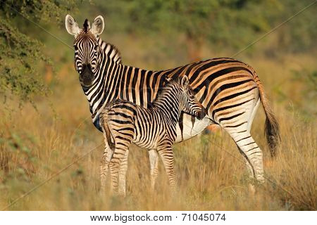 Plains zebra (Equus burchelli) mare with foal in natural habitat, South Africa, soft focus