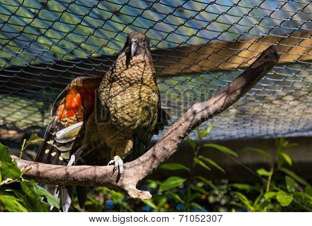 Kaka Show Off