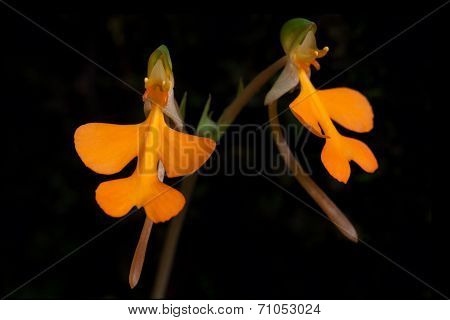 Orange Habenaria Rhodochela Flower At National Park Phitsanulok,thailand