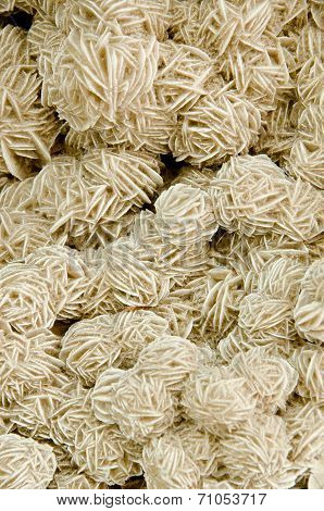 Texture Of Nature - Gem Desert Rose