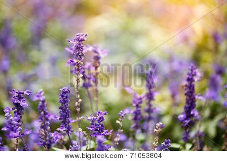 Lavender Flowers