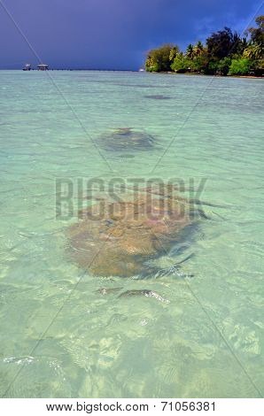 Raiatea