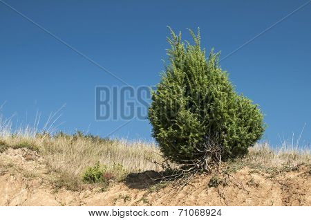 Juniper bush on dry sandy soil