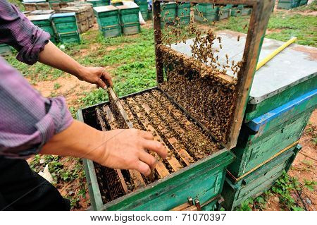 beekeeping