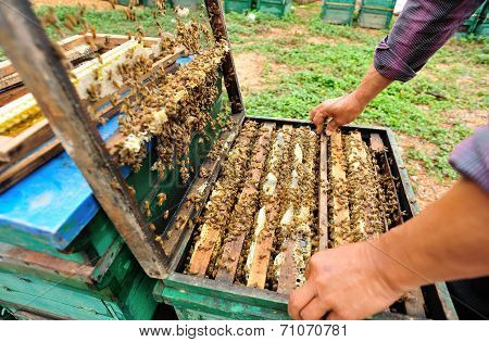 beekeeping