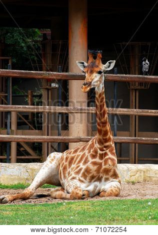 Camelopard