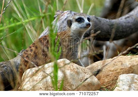 Meerkats