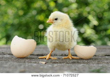 Small Chicks And Egg Shells