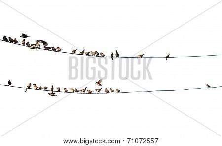 Birds On Wire
