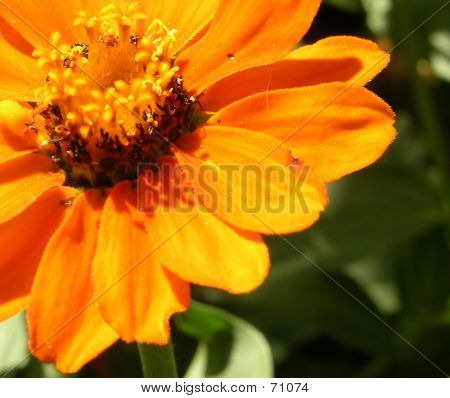 Orange blomst