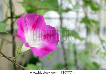 Morning Glory Flower