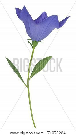 Purple Platycodon Grandiflorus Flower