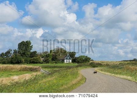Cat On Road On Texel.