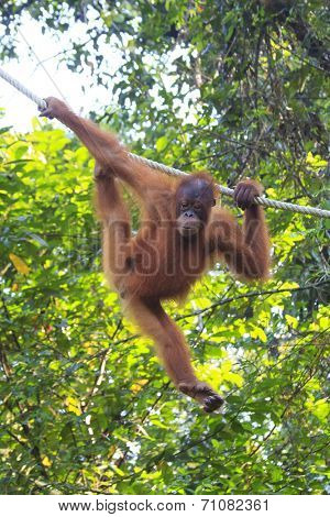 Orangutan
