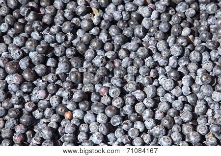 A Lot Of Blueberries