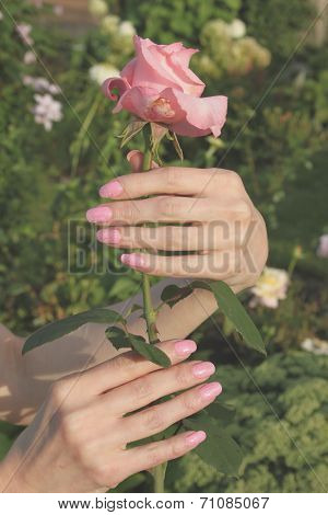 A girl holds pink rose flower by hands with beautiful manicure in a dacha garden