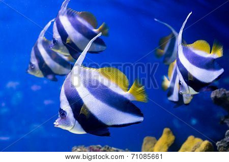 Tropical fishes swim near coral reef. Selective focus
