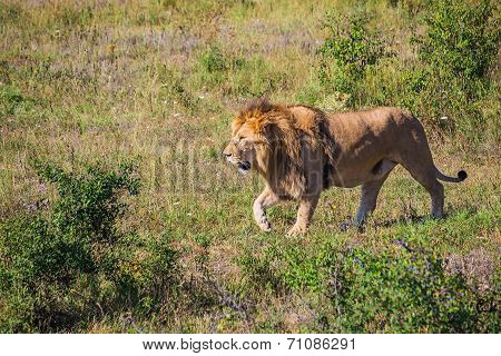 Lion Pride In Nature