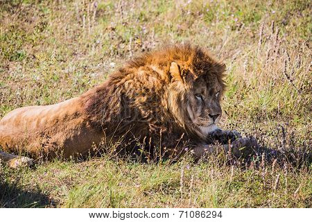 Lion Pride In Nature