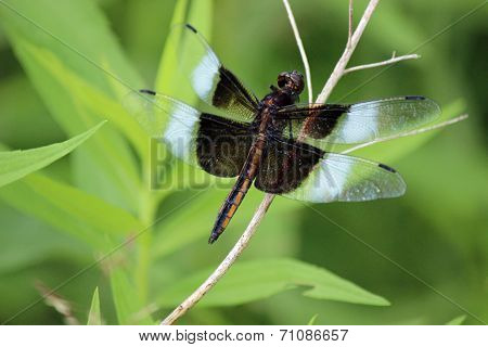 Black dragonfly