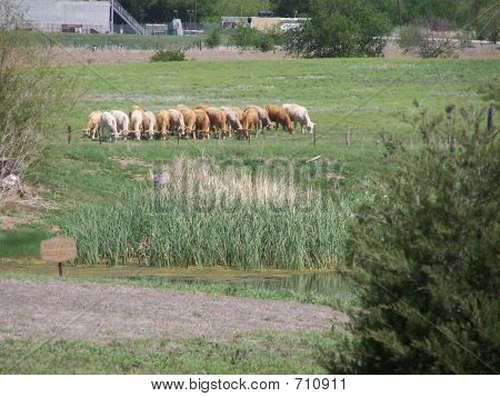 vacas em pastagem