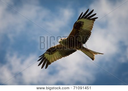 Red Kite In Flight
