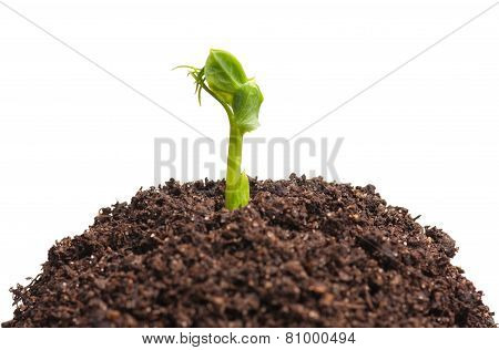Young Sprout