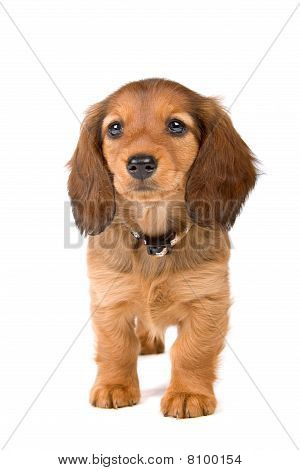 Gravhund hvalp