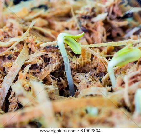 Newly Born Seedling Of Green Momordica On Fertile Soil