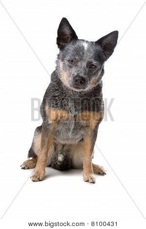 Gado australiano também conhecido como cão kelpie