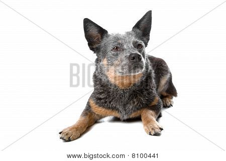 Cão de gado australiano (Kelpie, Barb)