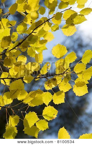 Foglie di Aspen giallo e l'azzurro del cielo