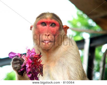 Monkey Blumen Essen