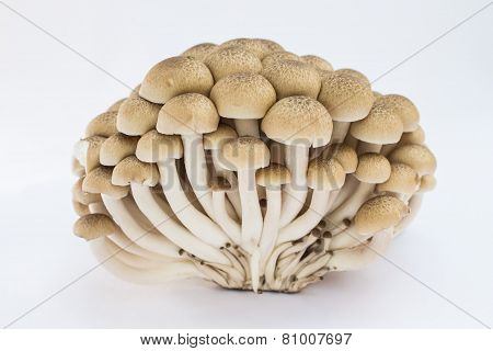 mushroom