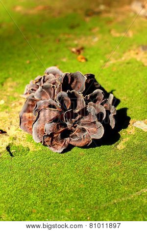 Ear Mushroom