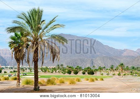 Palm Trees On A Background Of Mountains