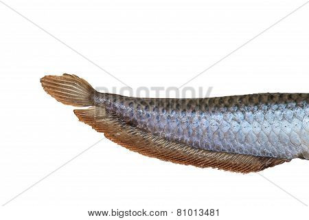 Tail Of Arowana Fish