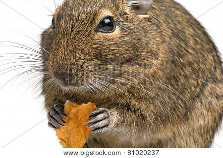Closeup Rodent With Piece Of Food In Its Paws